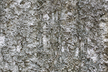 Fototapeta premium Gray bark pattern as background