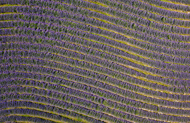 Purple lavender field in Hungary