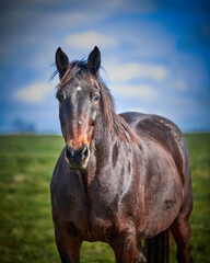 Obraz premium Single horse looking at camera with out of focus background.