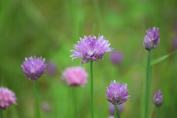 Obraz premium purple flowers