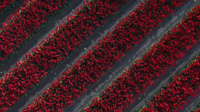 Aerial Dutch tulip fields