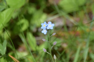 Fototapeta premium forget me not flowers