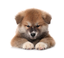 Adorable Akita Inu puppy on white background