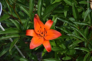 orange tiger lily