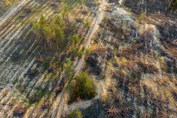 Partially burnt out coniferous forest. Consequences of a natural disaster. Aerial view