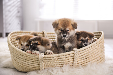 Adorable Akita Inu puppies in dog bed indoors
