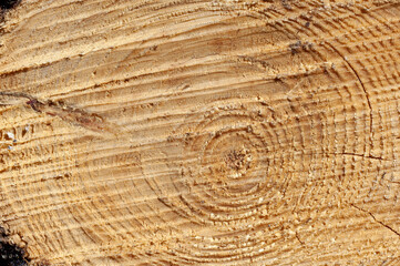 Naklejka premium close-up of a cut of a tree trunk