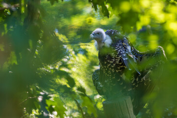 Portrait of a Vulture -Aegypius sitting on a branch among the trees.