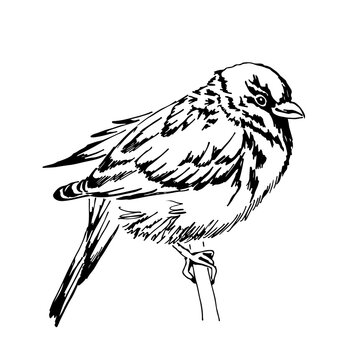 A sparrow sits on a branch. Hand-drawn with an ink pen. Vector illustration