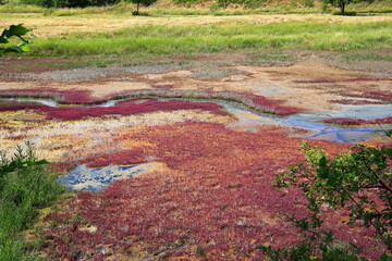 Die Salzquellen bei S&uuml;lldorf