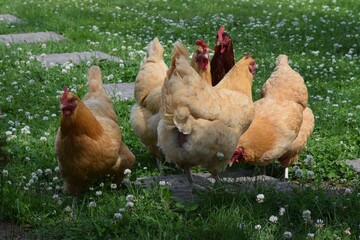 chickens in the grass