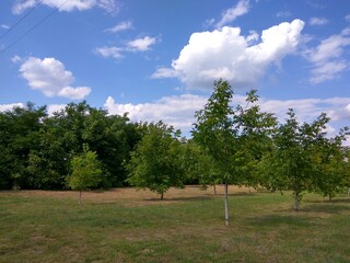 Picturesque clearing with trees and green grass