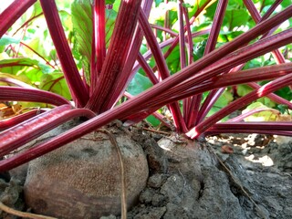 Beetroot in the garden close-up