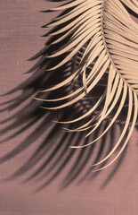 Obraz premium Tropical palm leaves colour close up set sail champagne branch light shadow macro selective focus