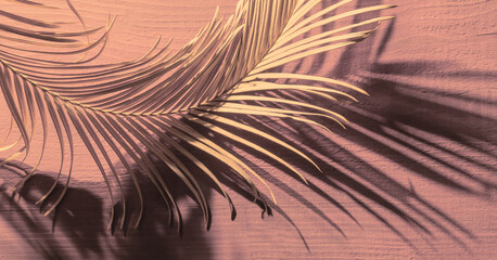Obraz premium Tropical palm leaves colour close up set sail champagne branch light shadow macro selective focus