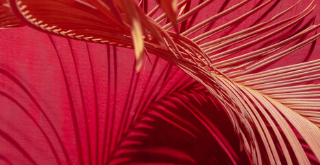Tropical palm leaves color close up pink red branch selective focus