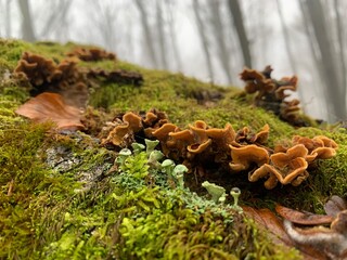 mushrooms in the forest