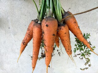 Freshly picked carrots close up in orange tones