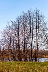 Nature awakening. Spring landscape with trees and grass. Vertical view.