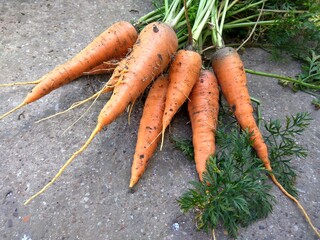 Freshly picked carrots picked from the garden