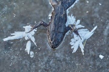 Frog frozen to death on the ice of a lake. Winter is cruel and unforgiving