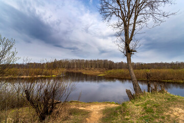 Nature awakening. Spring landscape with trees and grass.