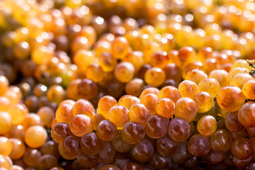 Grapes background. Golden ripe grape bunches background. Rkatsiteli grape harvest in sunlight. A lot of ripe grapes. Macro. Selective focus. Blurred background.