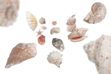  Beautiful seashells levitate isolated on white background