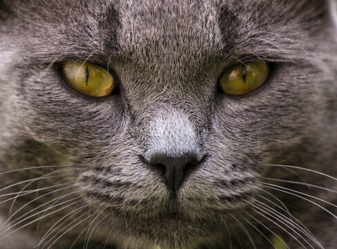 the cat, British Shorthair, sure, meau, tomcat, catch mice, Lazy, lying in the grass, nice cat, purebred catcat, animal, kitten, pet, grass, cute, domestic, green, feline, fur, kitty, nature, pets, 