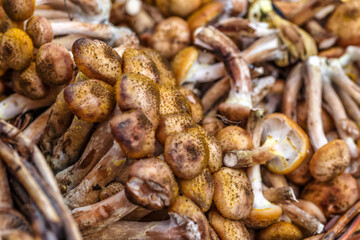 Shiitake mushrooms. Vegetables and fruits at an outdoor farmers market. Raw organic ingredients—fruits and vegetables—used in cooking