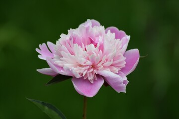 pink peony flower