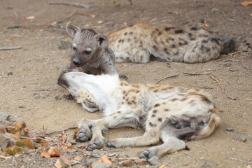 Obraz premium Tüpfelhyäne / Spotted Hyaena / Crocuta crocuta.