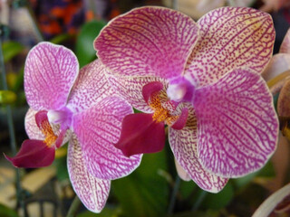 Closeup shot of a beautiful blooming phalaenopsis flower with pink spotted petals