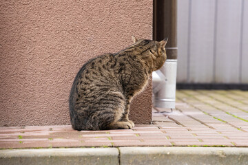 A stray cat is watching someone from around the corner of a building.