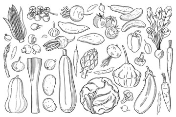 Vector background with  hand drawn vegetables. Sketch  illustration