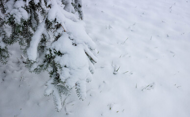 Christmas Fir branch in snow close up. Snow fir branch in forest. Road in the snow winter forest. Russian winter landscape. Christmas snow tree branch. Space for your text