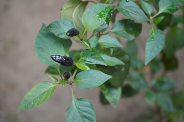 Naklejka premium beetle on a leaf