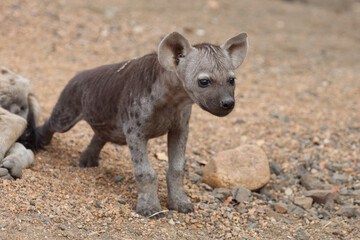 Tüpfelhyäne / Spotted Hyaena / Crocuta crocuta.