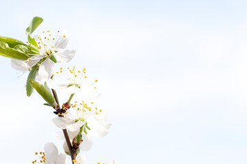 blossoming cherry branch, the concept of beauty and care