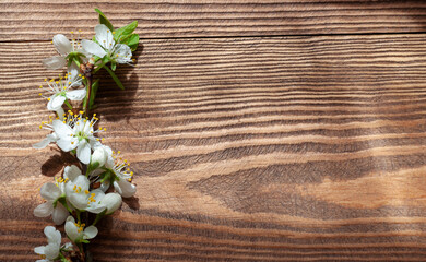 blossoming cherry branch, the concept of beauty and care