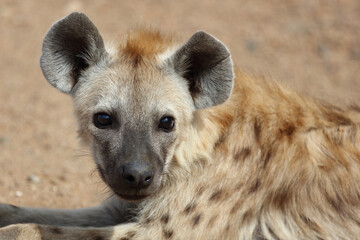 T&uuml;pfelhy&auml;ne / Spotted Hyaena / Crocuta crocuta.