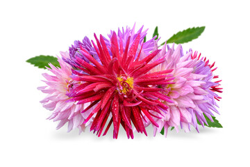 bouquet of pink dahlia flowers isolated on white