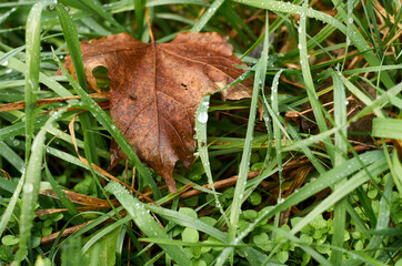 Brown maple leaf on green grass