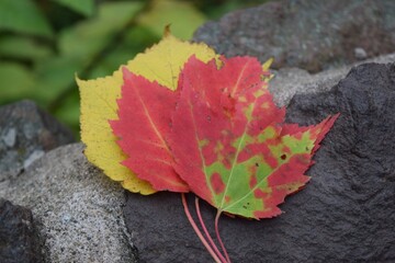 autumn maple leaves