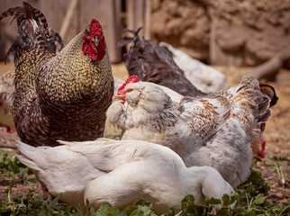 Free range chicken on a farm.