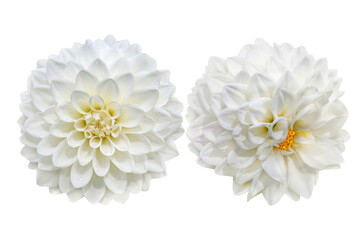 couple of white dahlia flowers isolated on white