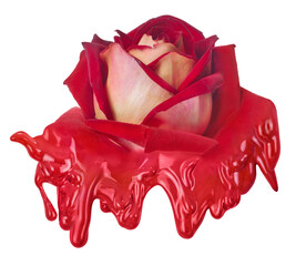 floating paint from isolated red rose bloom