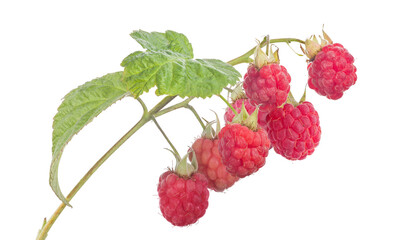 seven pink raspberries with green leaves