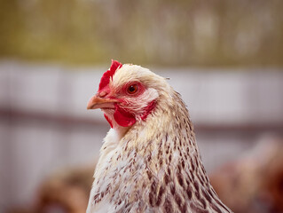 Free range chicken on a farm.