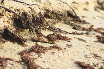 Fragments of seaweed plants on sand of the beach.